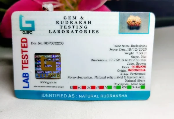 14 Mukhi Certificate