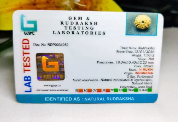 14 Mukhi Certificate