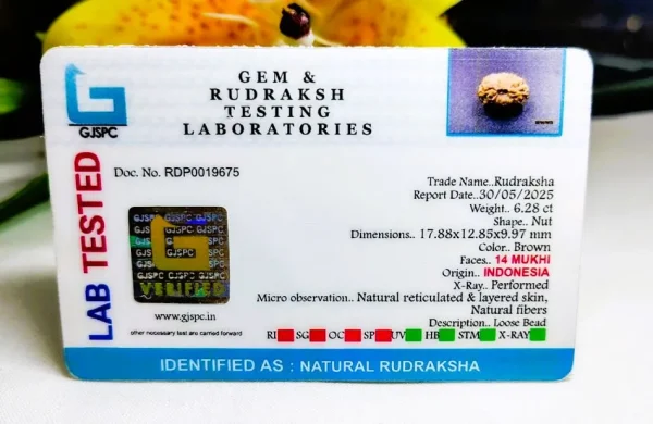 14 Mukhi Certificate