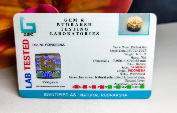 14 Mukhi Certificate