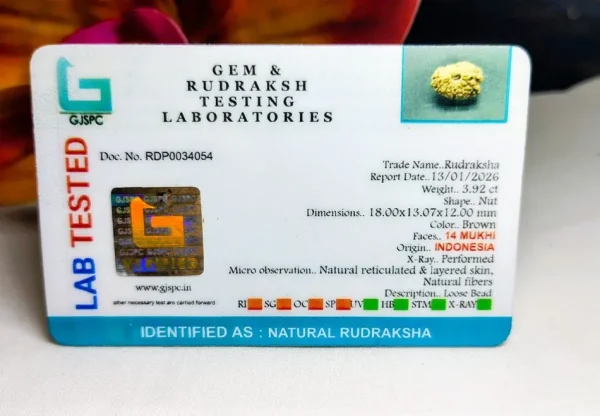 14 Mukhi Certificate