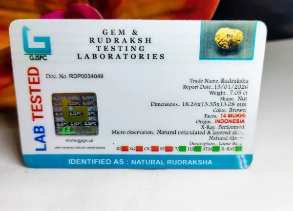 14 Mukhi Certificate