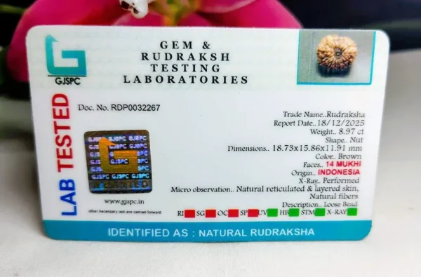 14 Mukhi Certificate