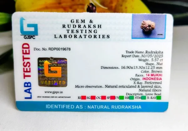 14 Mukhi Certificate