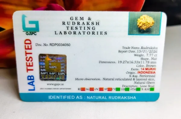 14 Mukhi Certificate