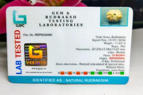 14 Mukhi Certificate
