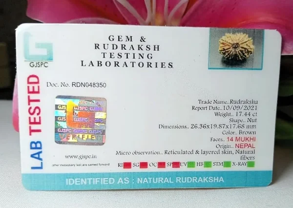 14 Mukhi Certificate