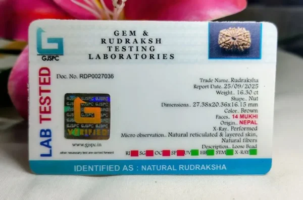 14 Mukhi Certificate