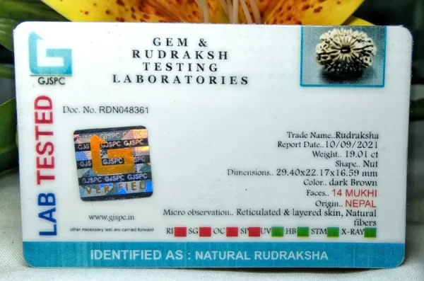 14 Mukhi Certificate