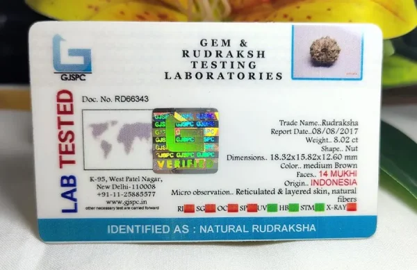 14 Mukhi Certificate