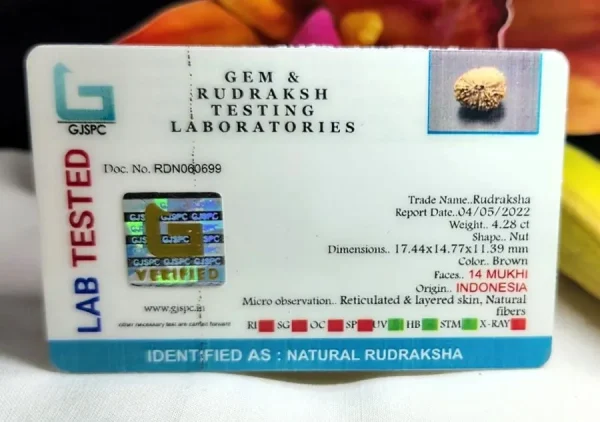 14 Mukhi Certificate