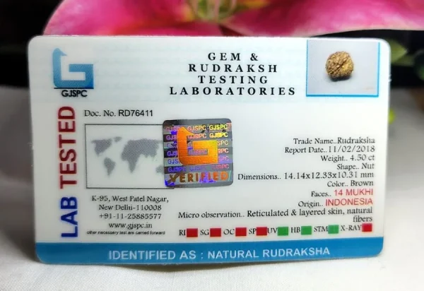 14 Mukhi Certificate