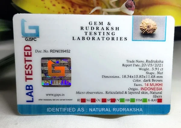 14 Mukhi Certificate