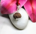 14 Mukhi Rudraksha