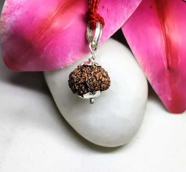 14 Mukhi Rudraksha