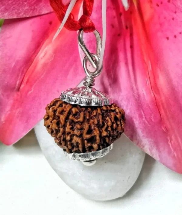 14 Mukhi Rudraksha