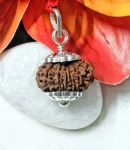 14 Mukhi Rudraksha