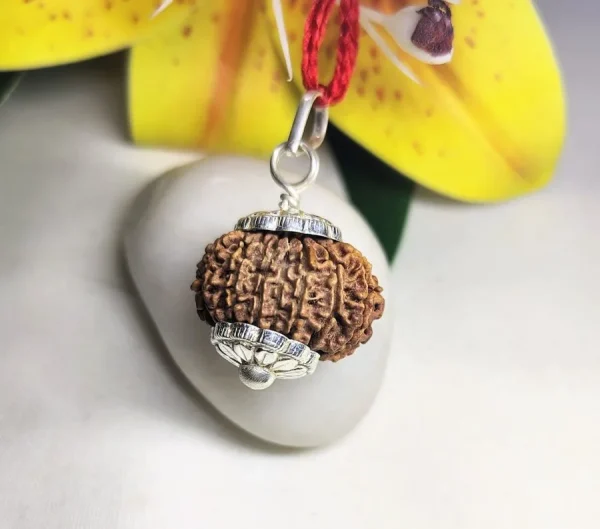 14 Mukhi Rudraksha