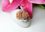 14 Mukhi Rudraksha