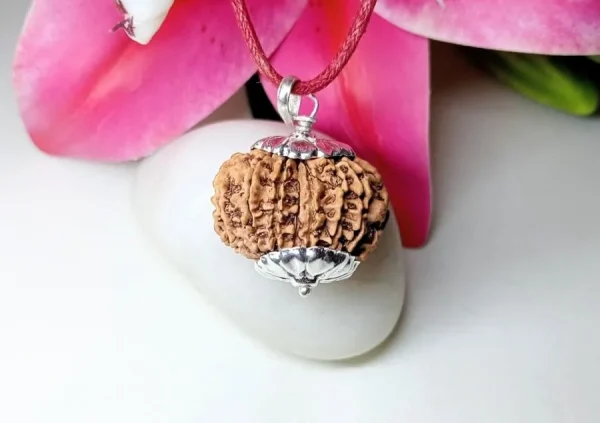 14 Mukhi Rudraksha