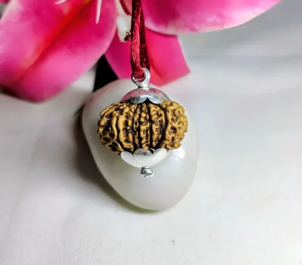 14 Mukhi Rudraksha