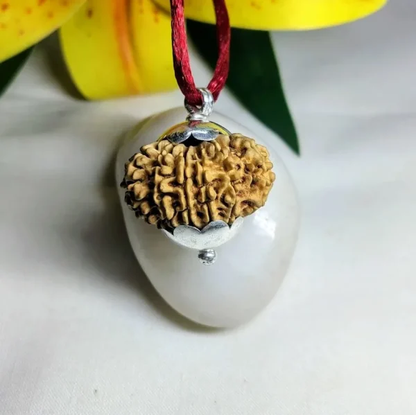 14 Mukhi Rudraksha