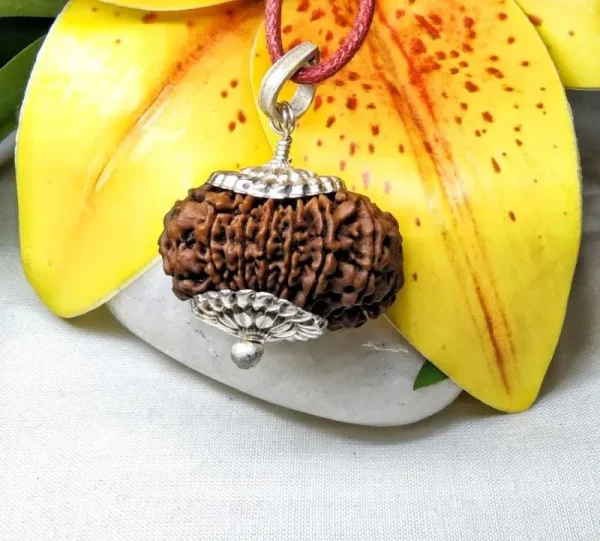 14 Mukhi Rudraksha
