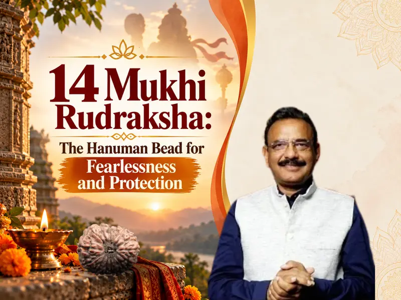 14 Mukhi Rudraksha