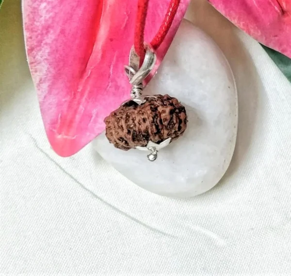 14 Mukhi Rudraksha