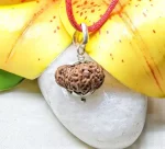 14 Mukhi Rudraksha