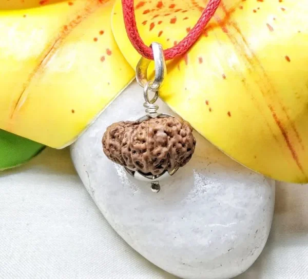 14 Mukhi Rudraksha