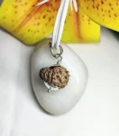 14 Mukhi Rudraksha