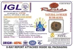14 Mukhi Certificate