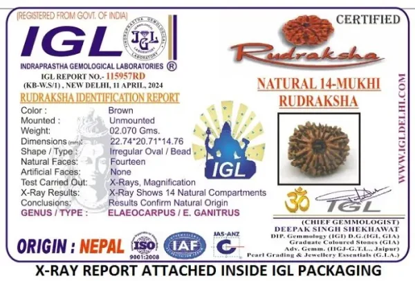 14 Mukhi Certificate