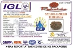 14 Mukhi Certificate