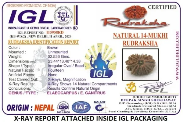 14 Mukhi Certificate