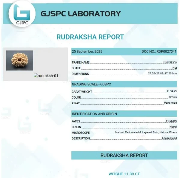 14 Mukhi Rudraksha