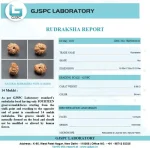 14 Mukhi Certificate