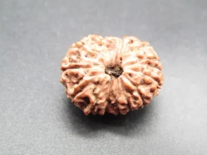 14 Mukhi Rudraksha