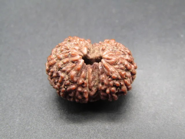 14 Mukhi Rudraksha