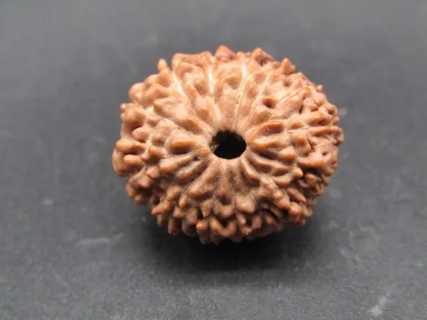 14 Mukhi Rudraksha