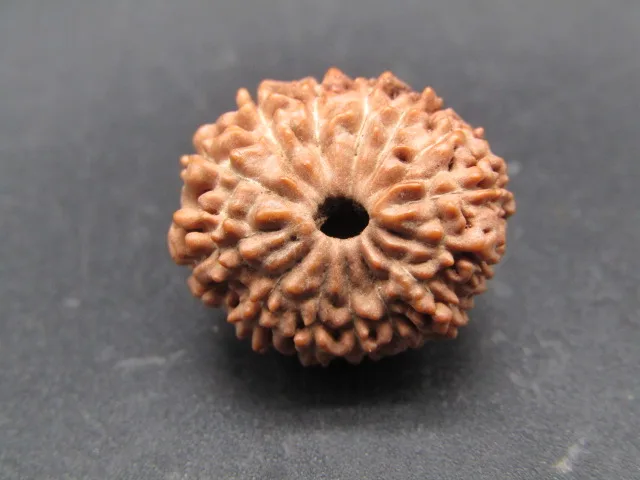 14 Mukhi Rudraksha