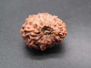14 Mukhi Rudraksha