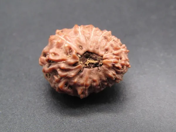 14 Mukhi Rudraksha