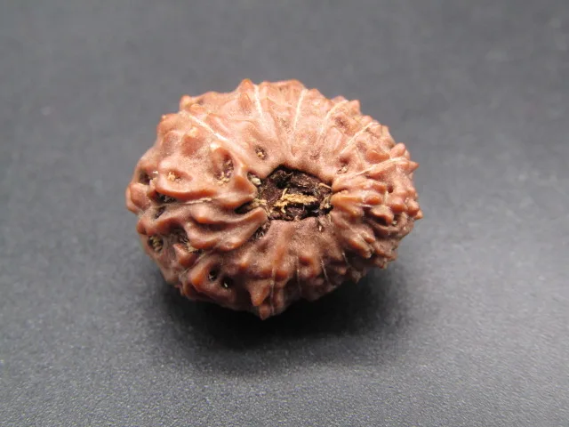 14 Mukhi Rudraksha