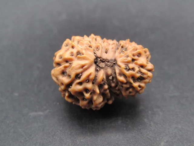 14 Mukhi Rudraksha