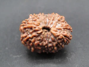 14 Mukhi Rudraksha