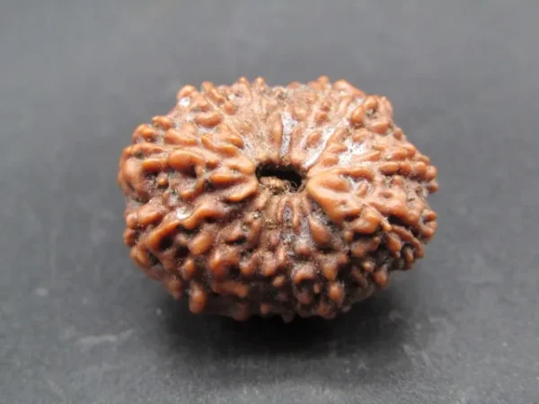 14 Mukhi Rudraksha