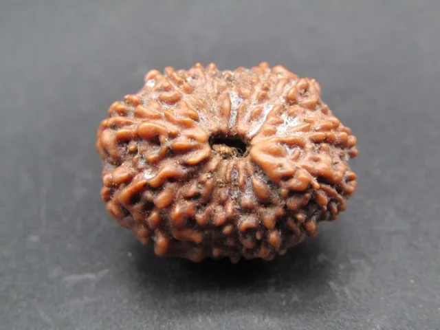 14 Mukhi Rudraksha
