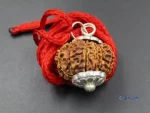 14 Mukhi Rudraksha